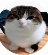 Image result for Wawa Cat PNG