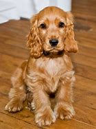 Image result for Brown English Cocker Spaniel