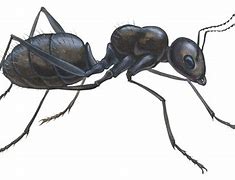 Image result for Big Ant Image