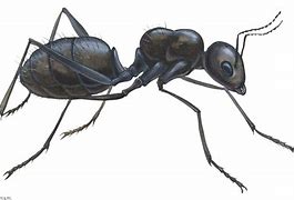 Image result for Ant Drops