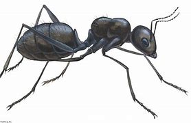 Image result for Ant Medication