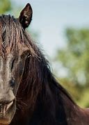 Image result for Morgan Paint Horse