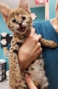 Image result for Serval Cat as a House