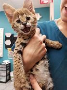 Image result for Half Serval Cat