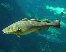 Image result for Ikan Kecil Laut Kutub