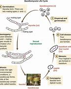 Image result for Anti Fungi