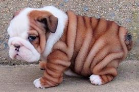 Image result for Baby Black Bulldog