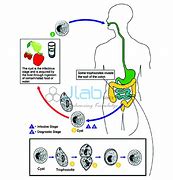 Image result for Intestinal Protozoa