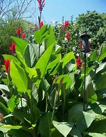 Image result for Red Leaf Canna Lily