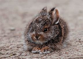 Image result for Baby Snow Hare