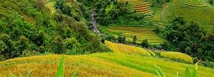 Image result for Crop Terraces