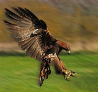 Image result for Golden Eagle Landing