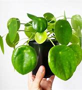 Image result for Money Plant Succulent