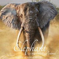 Image result for Star The Elephant