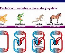 Image result for Vertebrate Circulatory System