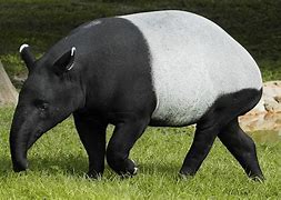 Image result for Cute Malayan Tapir