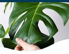 Image result for Big Leaf Bug