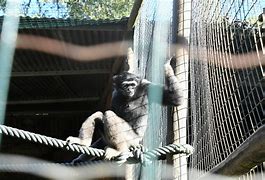 Image result for Gibbon