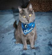 Image result for Personalized Cat Bandana