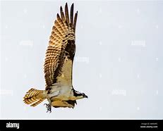 Image result for Adult Osprey Flight