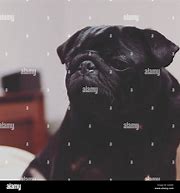 Image result for Cute Black Pug Pictures