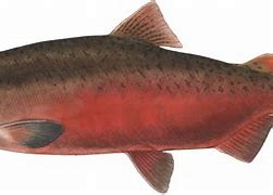 Image result for Fresh Chinook Salmon