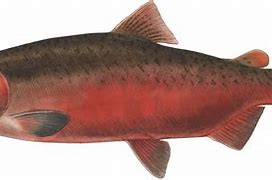 Image result for White Chinook Salmon