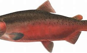 Image result for Adult Chinook Salmon