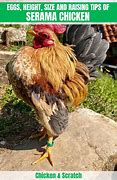 Image result for Serama Chicken Size Chart