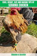 Image result for What Is a Serama Chicken