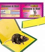 Image result for Glue Rat Trap Aus