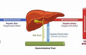 Image result for Liver Blood