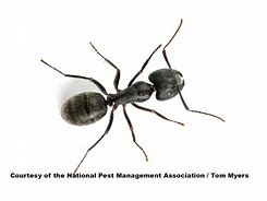 Image result for Pala Ants