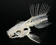 Image result for Fin Skeleton