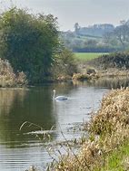 Image result for Swan Lake Nature Centre