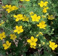 Image result for Dwarf Yellow Shrubs