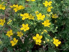 Image result for Shrubs with Yellow Flowers and Brown Leaves