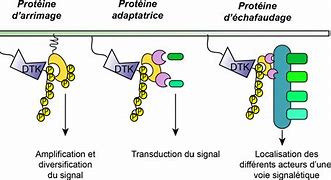 Image result for Grb2 eGFR