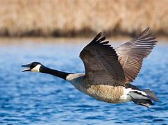 Image result for Canada Goose Species