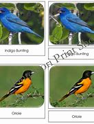 Image result for Backyard Birds Toob