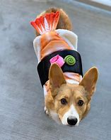 Image result for Corgi in Clothes