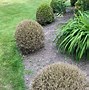 Image result for Box Hedge Moth Treatment