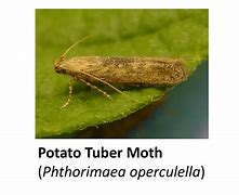 Image result for Life Cycle of Potato Tuber Moth