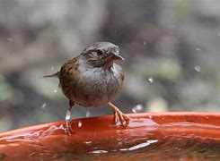 Image result for Dunnock