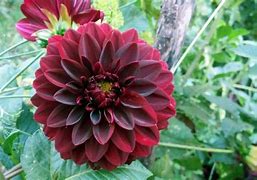 Image result for Brown Hare Red Flower