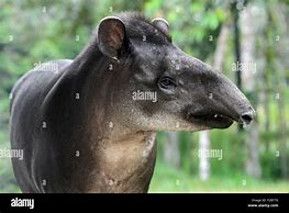 Image result for Tapir Lips