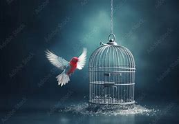 Image result for Ice Bird Cage