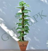 Image result for Money Plant Succulent