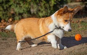 Image result for Corgi Playing