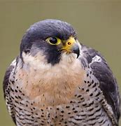 Image result for Falcon Bird Identification